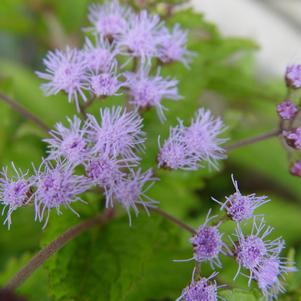 Joe Pye Weed, Hardy Ageratum