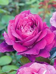 Rose, Intrigue Floribunda Rose