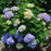 Hydrangea, Azure Skies Reblooming Macrophylla Hydrangea