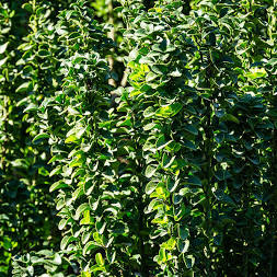 Euonymus, Green Spire Euonymus