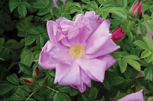 Rose, Pink Pavement Hybrid Tea Rose