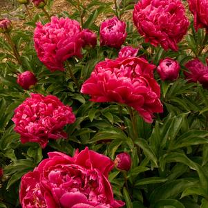 Peony, Karl Rosenfield Double Peony