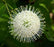 Buttonbush, Magical Moonlight (Cephalanthus)