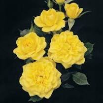Rose, Lemon Drift Rose