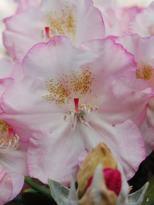 Rhododendron, Ken Janeck Rhododendron