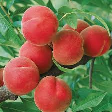 Peach, Contender (Prunus Contender), 5 gal.
