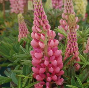 Lupine, Gallery Pink Lupine