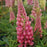 Lupine, Gallery Pink Lupine