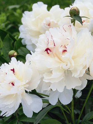 Peony, Festiva Maxima Double Peony