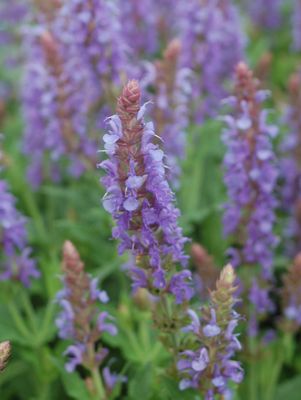 Salvia, Blue Hill Wood Sage