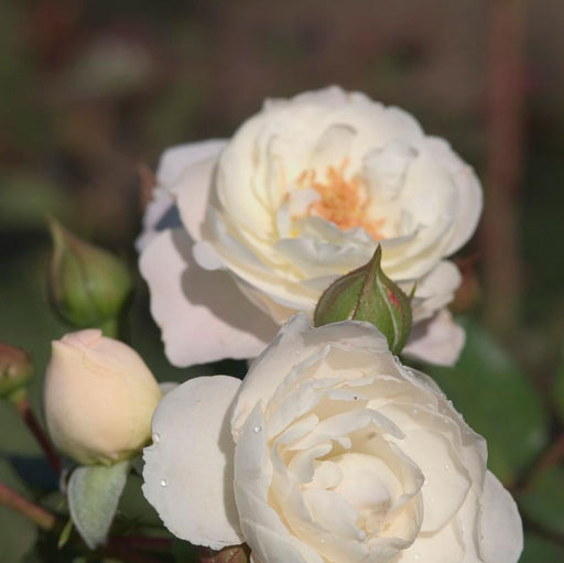 Rose, Snowdrift Rose