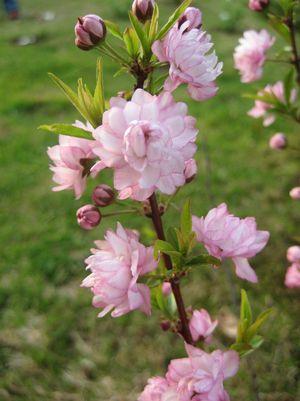 Almond, Pink Flowering Almond