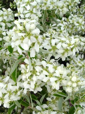 Serviceberry, Shadblow Serviceberry