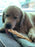 Redbarn Puff Braid Dog Treats - Large