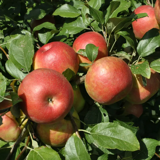Apple, Honeycrisp (Malus X Honeycrisp), 7 gal.