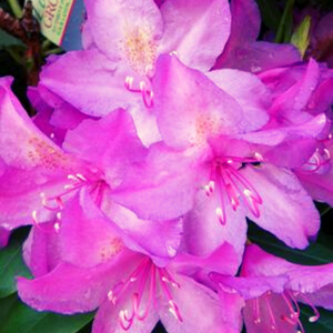 Rhododendron, Boursault Rhododendron