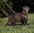PetSafe Come with Me Kitty Dusty Rose & Burgundy Harness and Bungee Leash for Cats