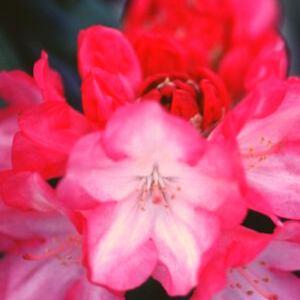 Rhododendron, Prince Yaku Rhododendron