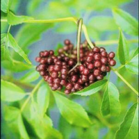 Elderberry, Adams Elderberry