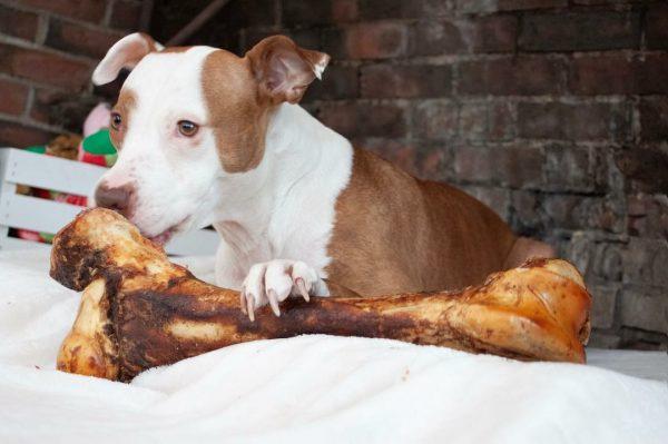 Redbarn Naturals Mammoth Bone Dog Treat