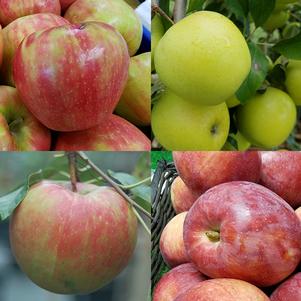 Apple, 4 in 1 Cold Climate (Malus), 7 gal