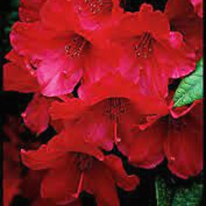 Rhododendron, Blood Moon Rhododendron