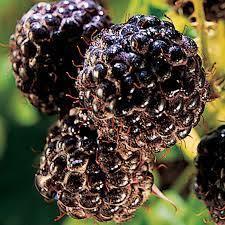 Black Raspberry, Bristol (Rubus occidentalis Bristol), 2 gal