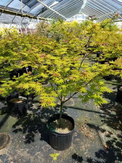 Autumn Moon Japanese Maple