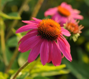 Coneflower, Echinacea Pow Wow® Wildberry Coneflower