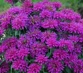 Bee Balm, Monarda Sugar Buzz™ Grape Gumball