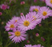 Aster, Woods Pink Aster