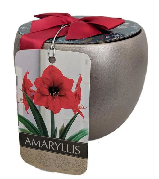 Potted Amaryllis, Red Lion