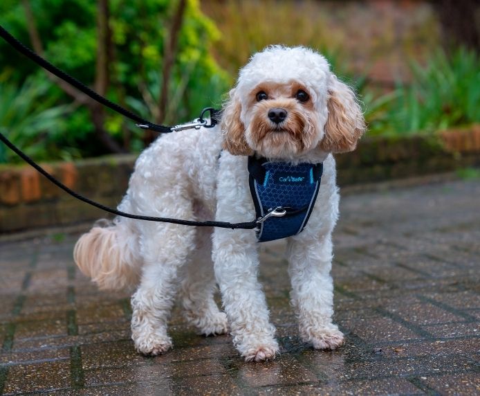 CarSafe Crash Tested Dog Harness - Blue Small Size For Safe Car Travel With Pets