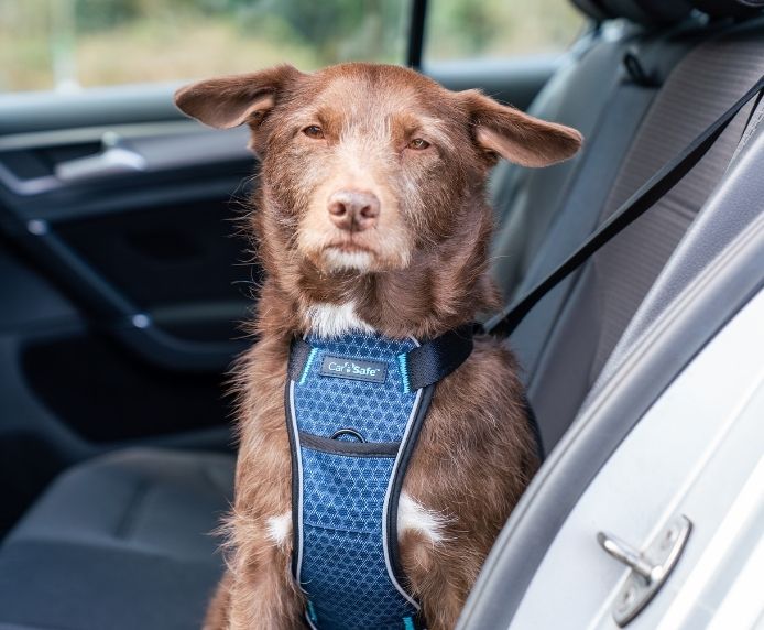 Carsafe Crash Tested Dog Harness