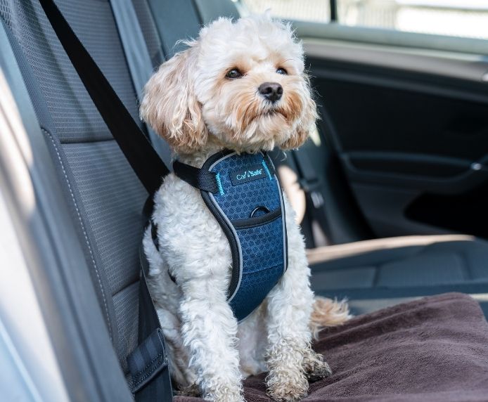 5 Best Dog Harnesses for Car Travel in 2024: Crash-Tested & Safe