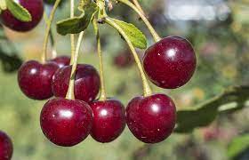 Cherry, Chelan - Sweet Cherry (Prunus avium 'Chelan'), 7 gal