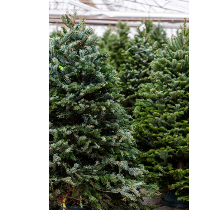 Fresh 6 - 7 ft Fresh-Cut Premium-Grade Fraser Fir Christmas Tree