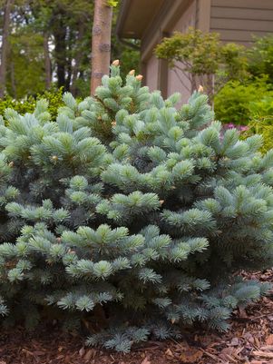 Spruce, Globe Blue Spruce