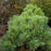 Pine, Blue Shag White Pine (Pinus Strobus)