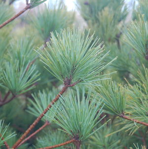 Pine, Connecticut Slate Dwarf White Pine (Pinus Strobus)