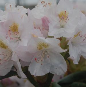 Rhododendron, Album Rhododendron