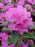 Rhododendron, PJM X Elite Rhododendron