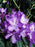 Rhododendron, Lees Dark Purple Rhododendron