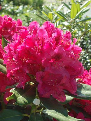 Rhododendron, Nova Zembla Rhododendron