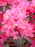 Rhododendron, Landmark Rhododendron