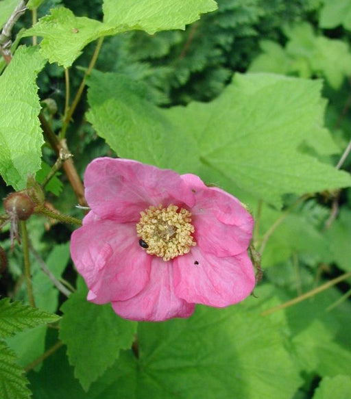 Raspberry, Flowering Raspberry