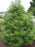 Pine, Japanese Umbrella Pine (ciadopitys Verticillata)