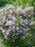 Lilac, Palibin Dwarf Korean Lilac