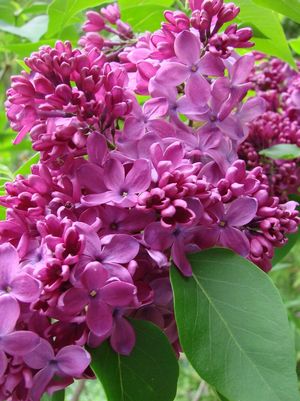 Lilac, Yankee Doodle Lilac