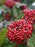 Viburnum, Cardinal Candy® Viburnum